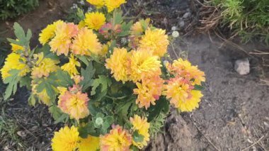 Sarı, pembe ve turuncu renklerde çiçek açan kasımpatı kümesi. Bahçede yeşil yapraklar, toprak ve devam eden çiçekleri gösteren kapalı bir tomurcuk..