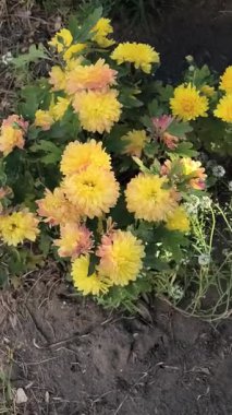 Sarı, pembe ve turuncu renklerde çiçek açan kasımpatı kümesi. Bahçede yeşil yapraklar, toprak ve devam eden çiçekleri gösteren kapalı bir tomurcuk..