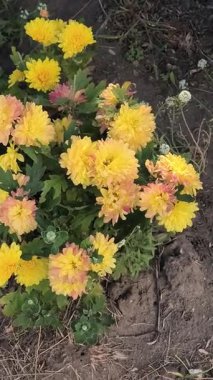 Sarı, pembe ve turuncu renklerde çiçek açan kasımpatı kümesi. Bahçede yeşil yapraklar, toprak ve devam eden çiçekleri gösteren kapalı bir tomurcuk..