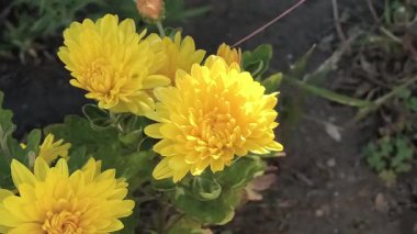 Sarı, pembe ve turuncu renklerde çiçek açan kasımpatı kümesi. Bahçede yeşil yapraklar, toprak ve devam eden çiçekleri gösteren kapalı bir tomurcuk..