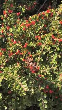 Yoğun bir çalılıkta parlak yeşil yapraklar ve parlak kırmızı böğürtlenler. Açık bir bahçe ortamında canlı kontrast, doğal doku ve botanik detay.