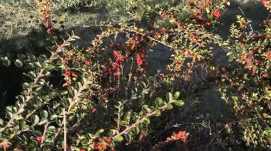 Yoğun bir çalılıkta parlak yeşil yapraklar ve parlak kırmızı böğürtlenler. Açık bir bahçe ortamında canlı kontrast, doğal doku ve botanik detay.