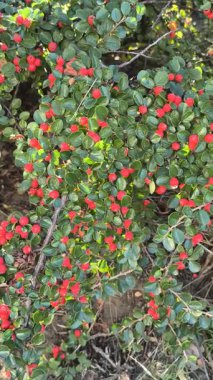 Yoğun bir çalılıkta parlak yeşil yapraklar ve parlak kırmızı böğürtlenler. Açık bir bahçe ortamında canlı kontrast, doğal doku ve botanik detay.
