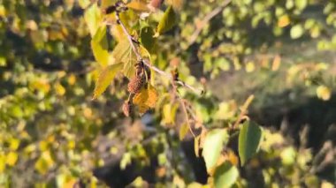 Sarı-yeşil sonbahar yaprakları ve kahverengi kedi derileriyle huş ağacının dalına yakın çekim. Güneşli yapraklar, doğal doku ve mevsimsel bir bahçe ortamında geçiş..