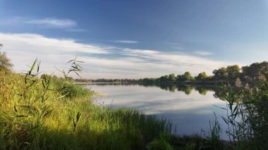 Sakin göl manzarası sakin su, mavi gökyüzü ve yansımalarla dolu. Çerçeveli sazlıklar, ağaçlar, 