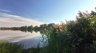 Sakin göl manzarası sakin su, mavi gökyüzü ve yansımalarla dolu. Çerçeveli sazlıklar, ağaçlar, 