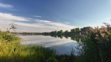 Sakin göl manzarası sakin su, mavi gökyüzü ve yansımalarla dolu. Çerçeveli sazlıklar, ağaçlar, 