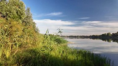 Sakin göl manzarası sakin su, mavi gökyüzü ve yansımalarla dolu. Çerçeveli sazlıklar, ağaçlar, 