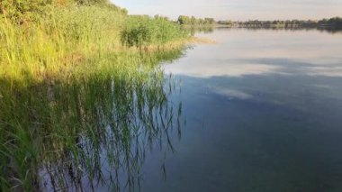 Sakin göl manzarası sakin su, mavi gökyüzü ve yansımalarla dolu. Çerçeveli sazlıklar, ağaçlar, 