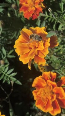 Canlı bir kadife çiçeğinden nektar toplayan bir bal arısının makro görüntüsü. Parlak turuncu yapraklar, sarı merkez, ve bulanık yeşil arkaplan doğadaki tozlaşmayı vurguluyor..