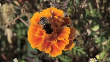 Canlı bir kadife çiçeğinden nektar toplayan bir bal arısının makro görüntüsü. Parlak turuncu yapraklar, sarı merkez, ve bulanık yeşil arkaplan doğadaki tozlaşmayı vurguluyor..