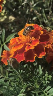 Canlı bir kadife çiçeğinden nektar toplayan bir bal arısının makro görüntüsü. Parlak turuncu yapraklar, sarı merkez, ve bulanık yeşil arkaplan doğadaki tozlaşmayı vurguluyor..