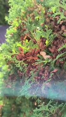 Canlı yeşil yapraklar ve kahverengi tohum konileri ile arborvitae çalısı yakın plan. Güneşli dallar, doğal doku ve arka planda bulanık bahçe yolu..