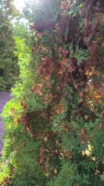 Canlı yeşil yapraklar ve kahverengi tohum konileri ile arborvitae çalısı yakın plan. Güneşli dallar, doğal doku ve arka planda bulanık bahçe yolu..