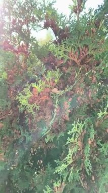 Canlı yeşil yapraklar ve kahverengi tohum konileri ile arborvitae çalısı yakın plan. Güneşli dallar, doğal doku ve arka planda bulanık bahçe yolu..