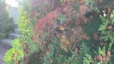 Canlı yeşil yapraklar ve kahverengi tohum konileri ile arborvitae çalısı yakın plan. Güneşli dallar, doğal doku ve arka planda bulanık bahçe yolu..