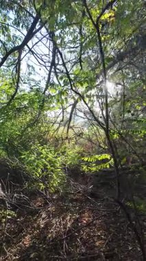 Bir adam sık çalılıklarda yolunu bulur. Bir gezgin ormanda çalılıklarda yürür. Yavaş çekim 4K videosu. Bir adam dalları eliyle bir kenara itiyor. Kalın dallar ve güneş.