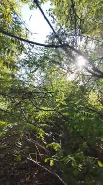 Bir adam sık çalılıklarda yolunu bulur. Bir gezgin ormanda çalılıklarda yürür. Yavaş çekim 4K videosu. Bir adam dalları eliyle bir kenara itiyor. Kalın dallar ve güneş.