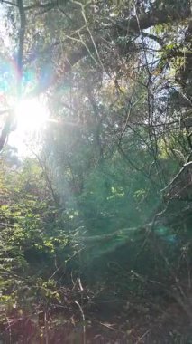 Bir adam sık çalılıklarda yolunu bulur. Bir gezgin ormanda çalılıklarda yürür. Yavaş çekim 4K videosu. Bir adam dalları eliyle bir kenara itiyor. Kalın dallar ve güneş.