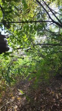 Bir adam sık çalılıklarda yolunu bulur. Bir gezgin ormanda çalılıklarda yürür. Yavaş çekim 4K videosu. Bir adam dalları eliyle bir kenara itiyor. Kalın dallar ve güneş.