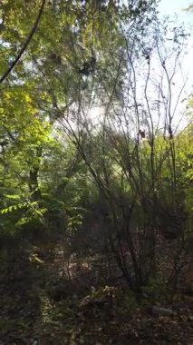 Bir adam sık çalılıklarda yolunu bulur. Bir gezgin ormanda çalılıklarda yürür. Yavaş çekim 4K videosu. Bir adam dalları eliyle bir kenara itiyor. Kalın dallar ve güneş.