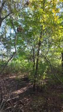 Bir adam sık çalılıklarda yolunu bulur. Bir gezgin ormanda çalılıklarda yürür. Yavaş çekim 4K videosu. Bir adam dalları eliyle bir kenara itiyor. Kalın dallar ve güneş.