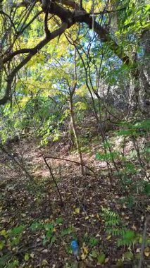 Bir adam sık çalılıklarda yolunu bulur. Bir gezgin ormanda çalılıklarda yürür. Yavaş çekim 4K videosu. Bir adam dalları eliyle bir kenara itiyor. Kalın dallar ve güneş.