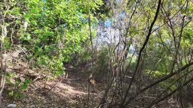 Bir adam sık çalılıklarda yolunu bulur. Bir gezgin ormanda çalılıklarda yürür. Yavaş çekim 4K videosu. Bir adam dalları eliyle bir kenara itiyor. Kalın dallar ve güneş.