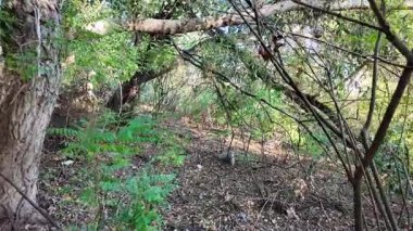 Bir adam sık çalılıklarda yolunu bulur. Bir gezgin ormanda çalılıklarda yürür. Yavaş çekim 4K videosu. Bir adam dalları eliyle bir kenara itiyor. Kalın dallar ve güneş.