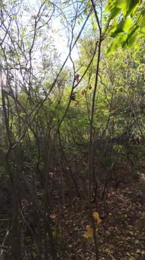 Bir adam sık çalılıklarda yolunu bulur. Bir gezgin ormanda çalılıklarda yürür. Yavaş çekim 4K videosu. Bir adam dalları eliyle bir kenara itiyor. Kalın dallar ve güneş.