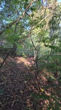 Bir adam sık çalılıklarda yolunu bulur. Bir gezgin ormanda çalılıklarda yürür. Yavaş çekim 4K videosu. Bir adam dalları eliyle bir kenara itiyor. Kalın dallar ve güneş.