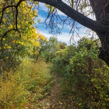 Parlak yapraklı sonbahar ormanı patikası, uzun otlar ve bulutlu, gökyüzü barışçıl, mevsimsel doğa manzarasının altında kirli bir yol. 4k 60 kare. uzun çekim. 