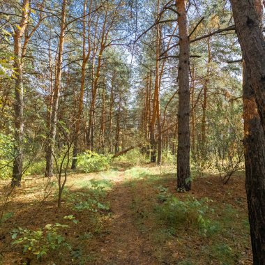 Parlak yapraklı sonbahar ormanı patikası, uzun otlar ve bulutlu, gökyüzü barışçıl, mevsimsel doğa manzarasının altında kirli bir yol. 4k 60 kare. uzun çekim. 