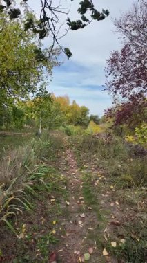 Parlak yapraklı sonbahar ormanı patikası, uzun otlar ve parçalı bulutlu kayak ve huzurlu mevsimsel doğa manzarasının altındaki toprak yol. 4K 60fps. Uzun görüntüler. Dikey video. 