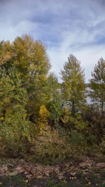 Parlak yapraklı sonbahar ormanı patikası, uzun otlar ve parçalı bulutlu kayak ve huzurlu mevsimsel doğa manzarasının altındaki toprak yol. 4K 60fps. Uzun görüntüler. Dikey video. 