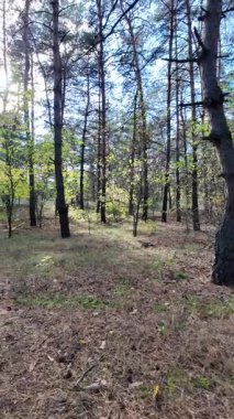 Çok güzel sarı bir sonbahar ağacı. Kamera düşen sonbahar yapraklarının üzerinde alçaktan uçar. Sonbahar ormanlarında esen bir rüzgar düşen yaprakları havaya kaldırır. 4K yavaş çekim dikey video.