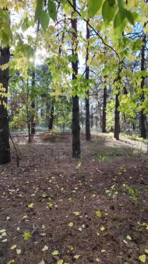 Çok güzel sarı bir sonbahar ağacı. Kamera düşen sonbahar yapraklarının üzerinde alçaktan uçar. Sonbahar ormanlarında esen bir rüzgar düşen yaprakları havaya kaldırır. 4K yavaş çekim dikey video.