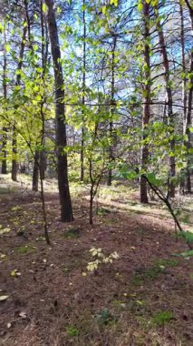 Çok güzel sarı bir sonbahar ağacı. Kamera düşen sonbahar yapraklarının üzerinde alçaktan uçar. Sonbahar ormanlarında esen bir rüzgar düşen yaprakları havaya kaldırır. 4K yavaş çekim dikey video.