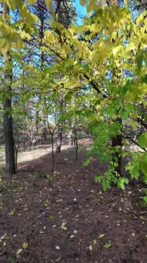 Çok güzel sarı bir sonbahar ağacı. Kamera düşen sonbahar yapraklarının üzerinde alçaktan uçar. Sonbahar ormanlarında esen bir rüzgar düşen yaprakları havaya kaldırır. 4K yavaş çekim dikey video.