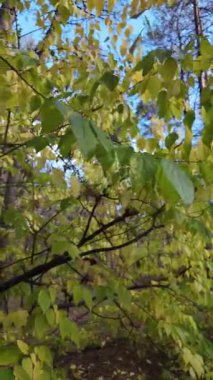 Çok güzel sarı bir sonbahar ağacı. Kamera düşen sonbahar yapraklarının üzerinde alçaktan uçar. Sonbahar ormanlarında esen bir rüzgar düşen yaprakları havaya kaldırır. 4K yavaş çekim dikey video.