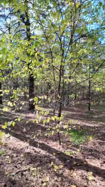 Çok güzel sarı bir sonbahar ağacı. Kamera düşen sonbahar yapraklarının üzerinde alçaktan uçar. Sonbahar ormanlarında esen bir rüzgar düşen yaprakları havaya kaldırır. 4K yavaş çekim dikey video.