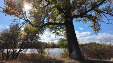 Çok güzel sarı bir sonbahar ağacı. Kamera düşen sonbahar yaprakları üzerinde çok alçaktan uçar. Sonbahar ormanlarında esen bir rüzgar düşen sarı yaprakları havaya kaldırır. 4K yavaş çekim videosu.