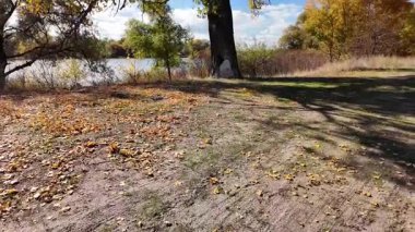 Çok güzel sarı bir sonbahar ağacı. Kamera düşen sonbahar yaprakları üzerinde çok alçaktan uçar. Sonbahar ormanlarında esen bir rüzgar düşen sarı yaprakları havaya kaldırır. 4K yavaş çekim videosu.