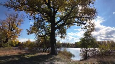 Çok güzel sarı bir sonbahar ağacı. Kamera düşen sonbahar yaprakları üzerinde çok alçaktan uçar. Sonbahar ormanlarında esen bir rüzgar düşen sarı yaprakları havaya kaldırır. 4K yavaş çekim videosu.