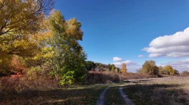 Çok güzel sarı bir sonbahar ağacı. Kamera düşen sonbahar yaprakları üzerinde çok alçaktan uçar. Sonbahar ormanlarında esen bir rüzgar düşen sarı yaprakları havaya kaldırır. 4K yavaş çekim videosu.