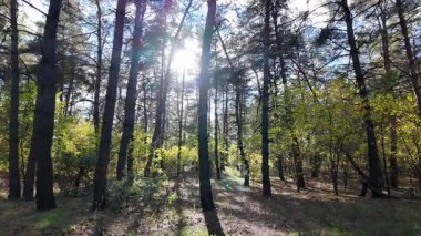 Çok güzel sarı bir sonbahar ağacı. Kamera düşen sonbahar yaprakları üzerinde çok alçaktan uçar. Sonbahar ormanlarında esen bir rüzgar düşen sarı yaprakları havaya kaldırır. 4K yavaş çekim videosu.