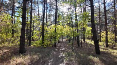 Çok güzel sarı bir sonbahar ağacı. Kamera düşen sonbahar yaprakları üzerinde çok alçaktan uçar. Sonbahar ormanlarında esen bir rüzgar düşen sarı yaprakları havaya kaldırır. 4K yavaş çekim videosu.