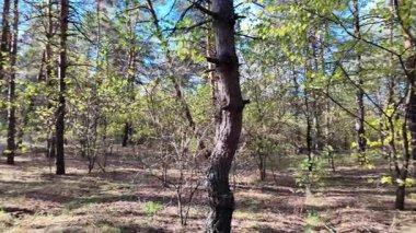 Çok güzel sarı bir sonbahar ağacı. Kamera düşen sonbahar yaprakları üzerinde çok alçaktan uçar. Sonbahar ormanlarında esen bir rüzgar düşen sarı yaprakları havaya kaldırır. 4K yavaş çekim videosu.