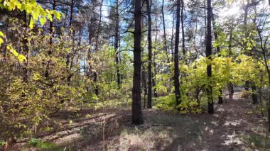Çok güzel sarı bir sonbahar ağacı. Kamera düşen sonbahar yaprakları üzerinde çok alçaktan uçar. Sonbahar ormanlarında esen bir rüzgar düşen sarı yaprakları havaya kaldırır. 4K yavaş çekim videosu.