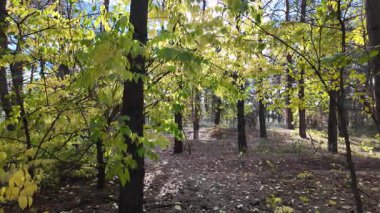 Çok güzel sarı bir sonbahar ağacı. Kamera düşen sonbahar yaprakları üzerinde çok alçaktan uçar. Sonbahar ormanlarında esen bir rüzgar düşen sarı yaprakları havaya kaldırır. 4K yavaş çekim videosu.